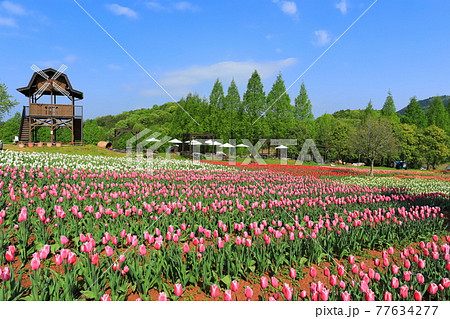 【広島県】晴天下の世羅高原農場（チューリップ祭） 77634277