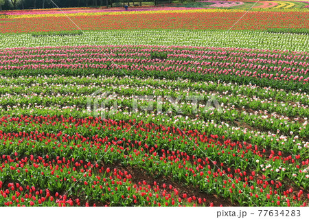 【広島県】晴天下の世羅高原農場（チューリップ祭） 77634283