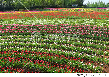 【広島県】晴天下の世羅高原農場（チューリップ祭） 77634284