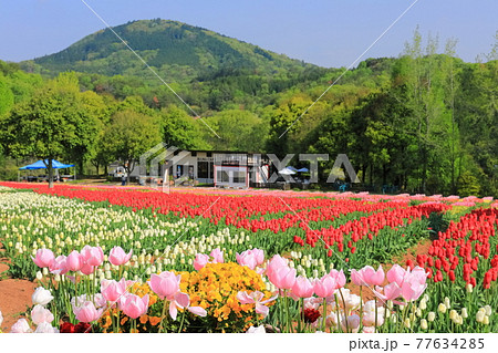 【広島県】晴天下の世羅高原農場（チューリップ祭） 77634285