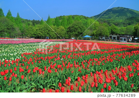 【広島県】晴天下の世羅高原農場(チューリップ祭) 【広島県】晴天下の世羅高原農場(チューリップ祭) 77634289