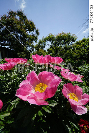 芍薬の花満開 77634458