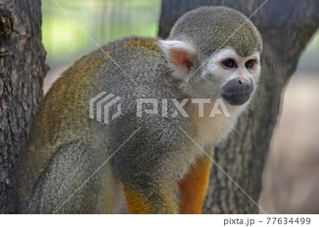 江戸川区自然動物園「コモンリスザル」 77634499