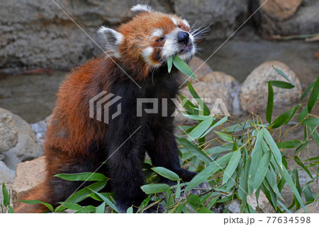 江戸川区自然動物園「レッサーパンダ」 77634598