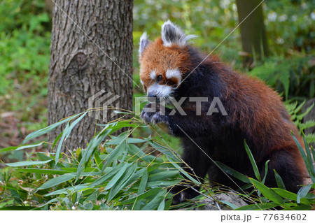 江戸川区自然動物園「レッサーパンダ」 77634602