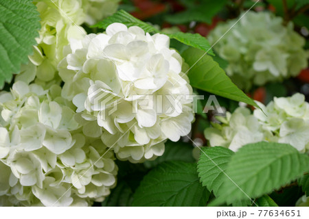 白い大手毬の花03 77634651