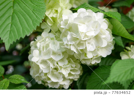 白い大手毬の花（蜘蛛）04 77634652