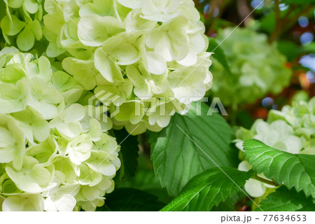 白い大手毬の花05 77634653