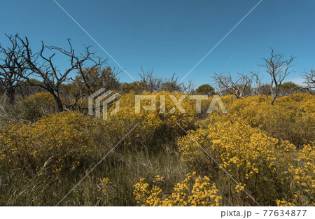 Flowery landscape, La Pampa, Argentina 77634877