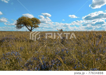 Flowery landscape, La Pampa, Argentina 77634898
