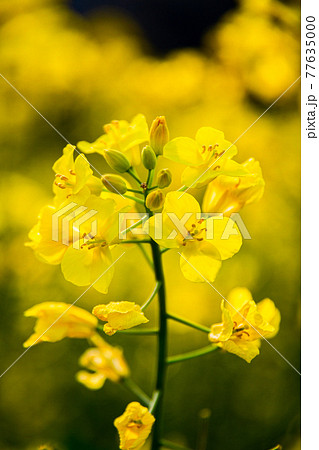 菜の花が咲いたよ 菜の花が咲いたよ 77635000