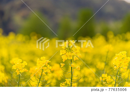 静岡県磐田市岩井　桶ヶ谷沼周辺の風景　菜の花が咲いたよ 77635006