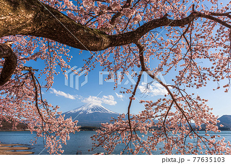 Mt. Fuji, Japan on Lake Kawaguchi 77635103
