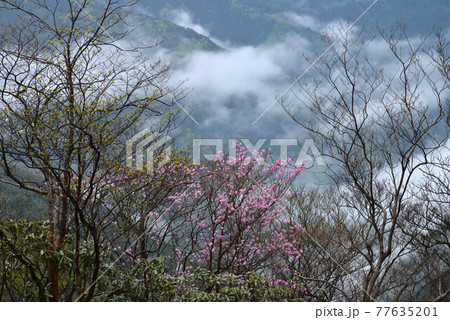 雲海とアケボノツツジ2(徳島県美馬市木屋平) 雲海とアケボノツツジ2(徳島県美馬市木屋平) 77635201