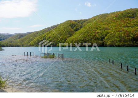 春のオタルナイ湖 春のオタルナイ湖 77635414