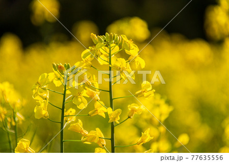 菜の花が咲いたよ 菜の花が咲いたよ 77635556