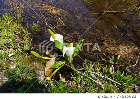終わりかけの水芭蕉 終わりかけの水芭蕉 77635632