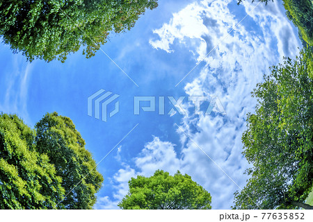 新緑のイメージカット 神奈川県宮ヶ瀬湖畔園地 新緑のイメージカット 神奈川県宮ヶ瀬湖畔園地 77635852