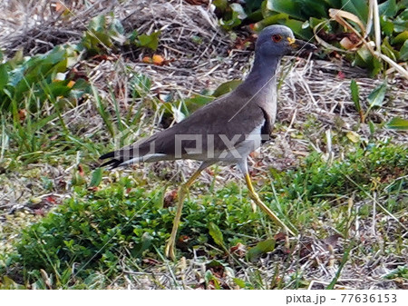 珍しいケリの姿2 珍しいケリの姿2 77636153