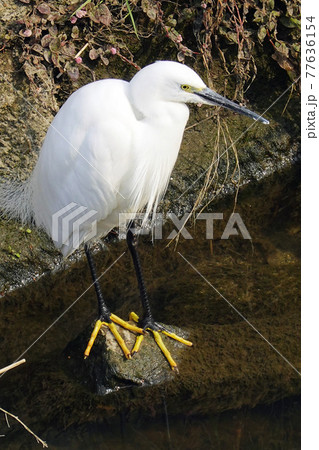 餌を探すコサギ-4 餌を探すコサギ-4 77636154
