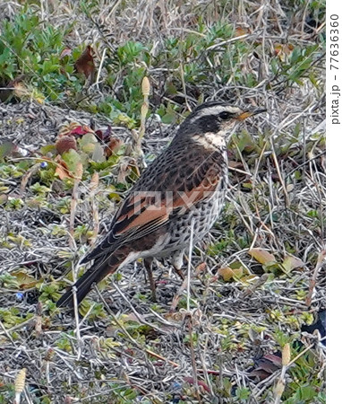 ツグミ−4 77636360