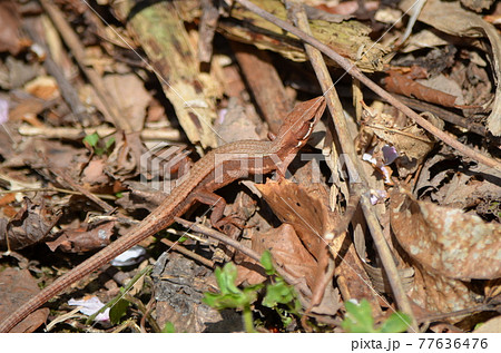 ニホンカナヘビ Takydromus tachydromoides ニホンカナヘビ Takydromus tachydromoides 77636476