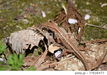 ニホンカナヘビ Takydromus tachydromoides ニホンカナヘビ Takydromus tachydromoides 77636477