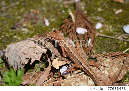 ニホンカナヘビ Takydromus tachydromoides ニホンカナヘビ Takydromus tachydromoides 77636478