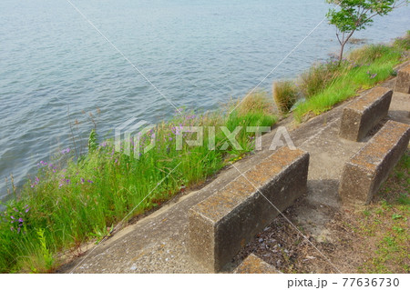 淀川の岸辺 77636730