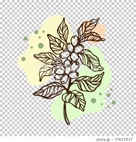 COFFEE ON A BRANCH Of Coffee Tree Berries Design Of Stickers And Labels For Shop Of Dessert Drinks Hand Drawn Sketch Clip Art Vector Illustration Set For Print COFFEE ON A BRANCH Of Coffee Tree Berries Design Of Stickers And Labels For Shop Of Dessert Drinks Hand Drawn Sketch Clip Art Vector Illustration Set For Print 77637017