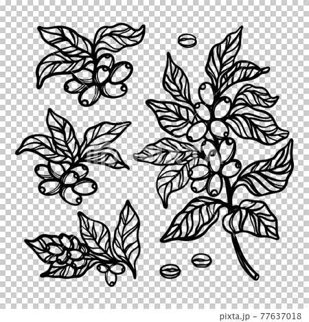 COFFEE OUTLINE COLLECTION With Berries And Leaves Of Coffee Tree Monochrome Design In Vintage Style Hand Drawn Clip Art Vector Illustration Set For Print COFFEE OUTLINE COLLECTION With Berries And Leaves Of Coffee Tree Monochrome Design In Vintage Style Hand Drawn Clip Art Vector Illustration Set For Print 77637018