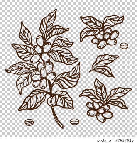 COFFEE OUTLINE BRANCHES With Berries And Leaves Of Coffee Tree Monochrome Design In Vintage Style Hand Drawn Clip Art Vector Illustration Set For Print COFFEE OUTLINE BRANCHES With Berries And Leaves Of Coffee Tree Monochrome Design In Vintage Style Hand Drawn Clip Art Vector Illustration Set For Print 77637019