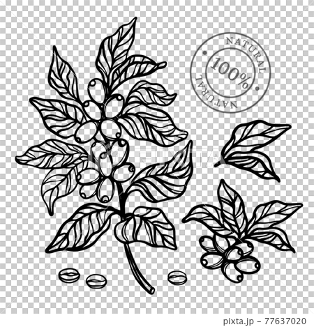 COFFEE OUTLINE Monochrome Design Of Stickers And Labels With For Shop Of Dessert Drinks Hand Drawn Sketch With Stamp Clip Art Vector Illustration Set For Print COFFEE OUTLINE Monochrome Design Of Stickers And Labels With For Shop Of Dessert Drinks Hand Drawn Sketch With Stamp Clip Art Vector Illustration Set For Print 77637020