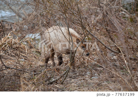 ニホンカモシカ Capricornis crispus 77637199