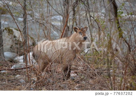 ニホンカモシカ Capricornis crispus 77637202
