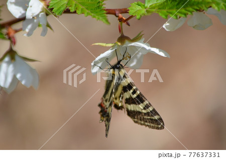 ギフチョウ Luehdorfia japonica 77637331