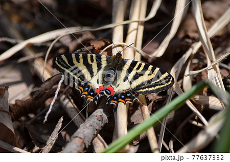 ギフチョウ Luehdorfia japonica 77637332