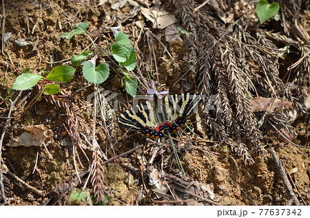 ギフチョウ Luehdorfia japonica 77637342