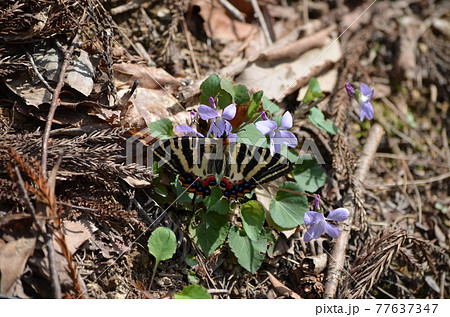 ギフチョウ Luehdorfia japonica 77637347