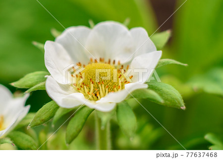 Beautiful white flowers against the background of green plants. Summer background 77637468