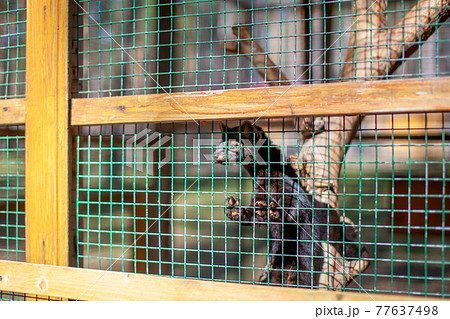 Small black animal European mink in a cage, behind bars. 77637498