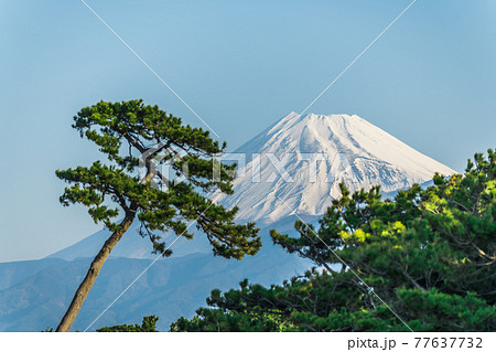 【富士山　千本松原】 77637732