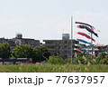 鯉のぼりの見える風景 77637957