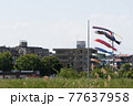 鯉のぼりの見える風景 77637958