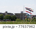 鯉のぼりの見える風景 77637962