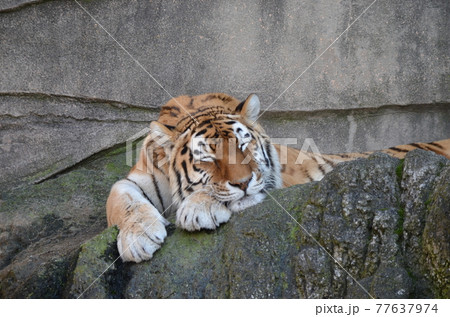 アムールトラ Panthera tigris altaica のお昼寝 アムールトラ Panthera tigris altaica のお昼寝 77637974