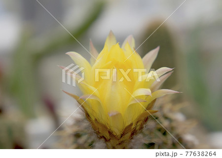 黄色いサボテンの花 黄色いサボテンの花 77638264
