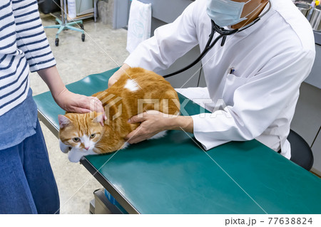 動物病院で健康診断を受ける猫 77638824