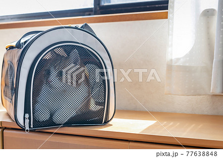移動用キャリーバッグに入れられた猫 移動用キャリーバッグに入れられた猫 77638848