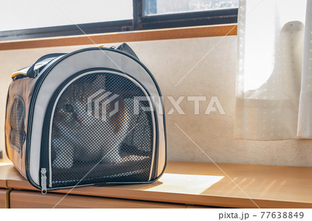 移動用キャリーバッグに入れられた猫 77638849